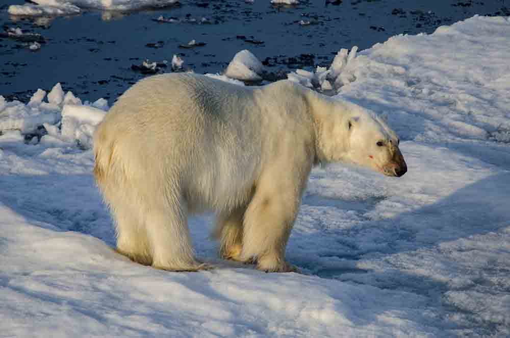 Oso Polar - islas Svalbard - Noruega 14.jpg